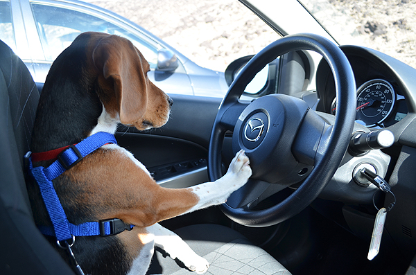 Beagle driving a car