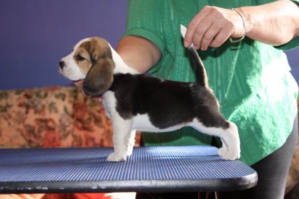 Beagle puppy on show