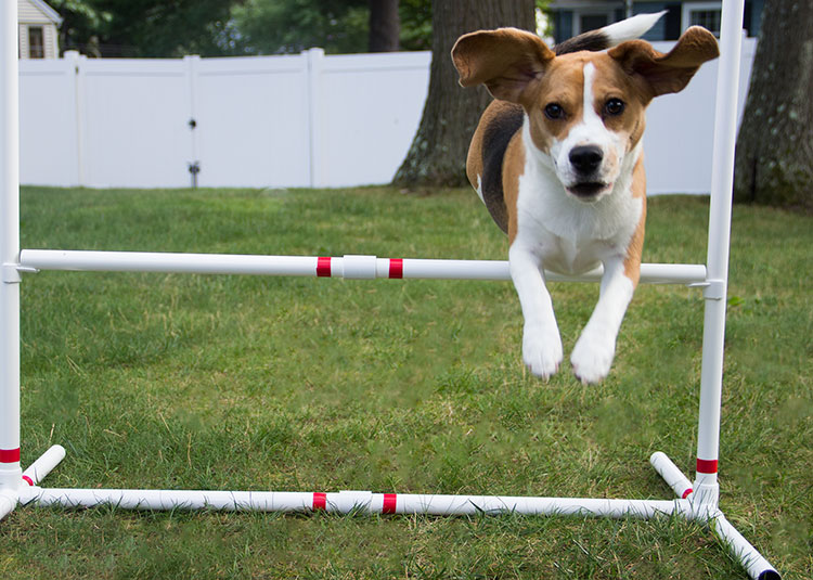 Beagle jumping in an agility course