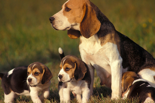 Image of a beagle and puppies