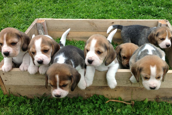 Beagle puppies in a litter