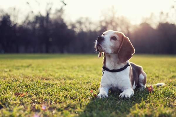 Beagle on the grass