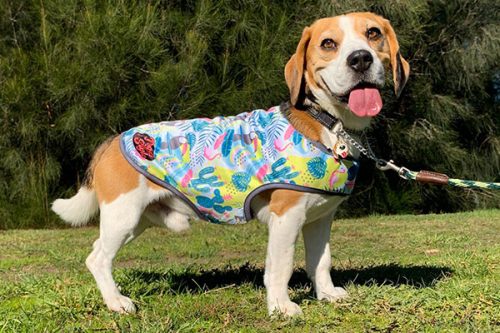 Beagle in dog jacket
