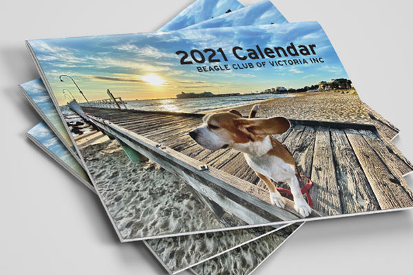 Stack of Beagle Club of Victoria 2021 calendars for sale