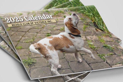 Image of a stacked pile of Beagle Club of Victoria calendard for the year 2025